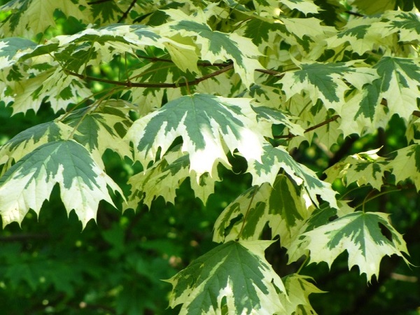 Klevas paprastasis ,Drummondii' (lot. Acer platanoides) Klevas paprastasis ,Drummondii' (lot. Acer platanoides)
